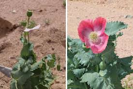 Image result for Eschenbachia stricta