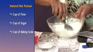 The Dee Armstrong Show Natural Roach And Rat Poison Rat Poison Mouse Poison Homemade Rat Poison