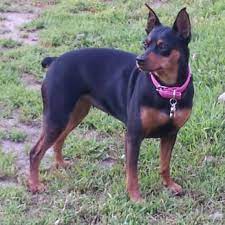 Take a sneak peak at the movies coming out this week (8/12) nuevas películas en estreno este fin de semana: All Pets Veterinary Hospital Equine Service Veterinarians 26233 2nd St E Zimmerman Mn Phone Number Yelp