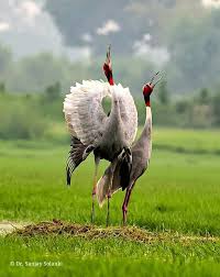 Pin By Elcin Həsənov On Birds Animals Beautiful Beautiful Birds Pet Birds