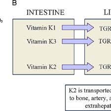 Although, they are required in very minute amount, but their deficiency may lead to many serious health issues. A Chemical Structures Of Vitamin K1 Vitamin K2 And Pro Vitamin K3 Download Scientific Diagram