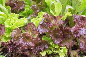 Beim pflücksalat bleibt der mittlere austrieb, also die sprossachse, stehen und wächst in die höhe. Schnittsalat Pflucksalat Ernten Plantura