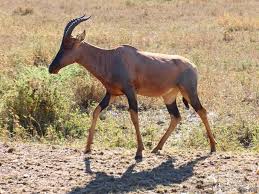Hartebeest Inek Antilobu Guney Afrika Ya Mahsus Iri Bir Antilop 2020 Antilop Geyik