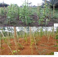 Image result for Dioscorea praehensilis