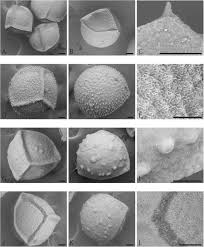 Image result for Isoetes welwitschii