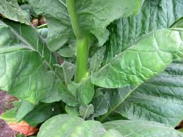 Image result for Nicotiana tabacum