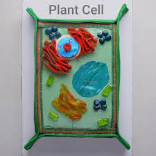 Intense taste on each others cake can strengthen the mark of each bakers, whereas many ornaments. Smart Idea Candy Plant Cell Project Ideas