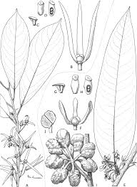 Image result for Polyceratocarpus gossweileri