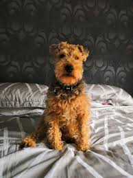 Pin By D W On Dave The Dog Natural Eco Friendly Spa Range Dog Shampoo Dog Soap Natural Dog