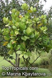 Image result for Dillenia