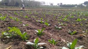 Tanaman yang tidak terlalu banyak memerlukan air, sangat cocok untuk ditanam disini. Musim Kemarau Banyak Petani Di Bojonegoro Mengadu Peruntungan Tanam Tembakau Kumparan Com