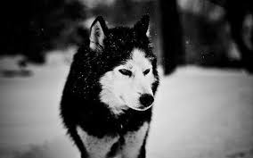 We have 57+ background pictures for you! Black And White Wolf Wallpapers Top Free Black And White Wolf Backgrounds Wallpaperaccess