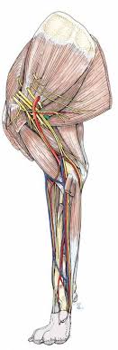 Anatomy may be a scientific field of study, but its practitioners include some of history's finest artists. Forelimb Or Thoracic Limb Membra Thoracica Regions Topographical Clinical Anatomy Surgery Of The Copulatory Organ Examination Of The Udder Pdf Free Download