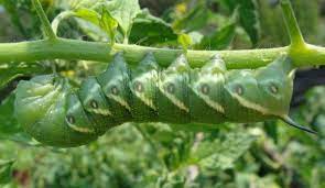 Check spelling or type a new query. Tomato Hornworms How To Get Rid Of Tomato Hornworms The Old Farmer S Almanac