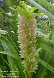 Image result for Eucomis zambesiaca