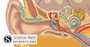 Topical Application Of Epidermal Growth Factor Egf To Changes In Tympanic Membrane Perforation Diameter Scialert Responsive Version