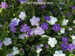 Image result for Brunfelsia australis