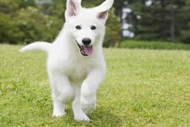 Klicke auf bearbeiten und füge bilder oder mehr infomationen ein. Weisser Schweizer Schaferhund Steckbrief Hundehaftpflicht Check24