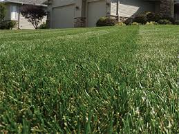 Yard And Garden Timing And Applying Broadleaf Lawn Herbicides News