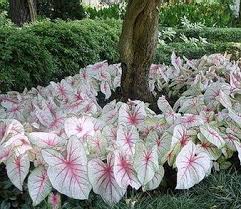 Interesting Plant Caladium Bicolor White Queen Shade Garden Design Plants Shade Garden
