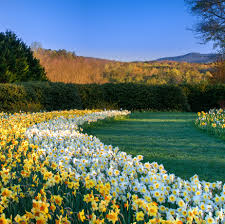Check spelling or type a new query. Millions Of Daffodils Will Soon Be In Bloom At Gibbs Gardens In Georgia