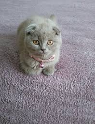 Russian blue cats are highly intelligent animals and require physical and mental stimulation, so it's important to give them access to toys at all times. Scottish Fold Wikipedia