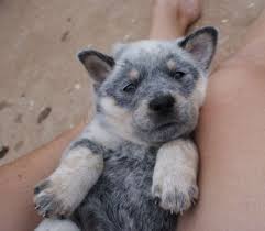 Black And White Blue Heeler Dogs Whoops I Couldn T Find That Listing Sorry Blue Heeler Puppies Heeler Puppies Blue Heeler