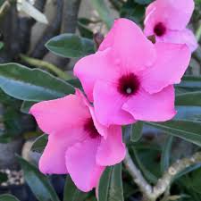 Image result for Adenium swazicum