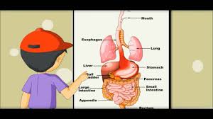 Digestive System Learning By Picture Chart Kides