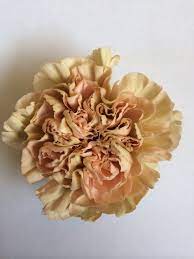 Bulk Wholesale Flowers Wedding Flowers Carnations Caramel Lattee Carnation Wedding Flowers Carnations Dianthus Flowers