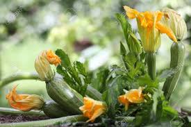 We did not find results for: Zucchini Flowers Plant In Vegetable Garden Growing Stock Photo Picture And Royalty Free Image Image 83303947