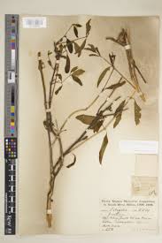 Image result for Justicia odora