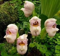 Some are blessed with glossy hair, and the others have skin like porcelain. Did You Know There S A Flower Which Looks Like A Dead Human Face Here Are 14 More Bizarre Flowers Education Today News