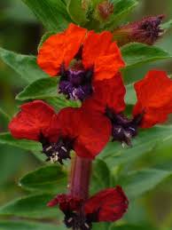 Pin On Awesome Annuals Tropicals