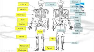 Human skeleton, the internal skeleton that serves as a framework for the body. G7 The Human Body Bones Muscles Skin Lessons Blendspace