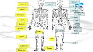 Elon musk's 2 rules for learning anything faster. Functions Of The Skeleton And The Major Bones Of The Body Youtube