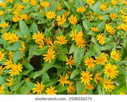 Image result for Aspilia africana