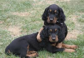 They have an elegant and dignified appearance, yet possess the strength to hunt for long periods of time. Gordon Setter Puppies For Sale Akc Puppyfinder