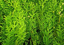 A lot of us love our container gardens. 10 Best Plants For Fence Lines Garden Lovers Club