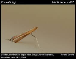 Image result for Euclasta