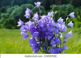 Bellflower Hd Stock Images Shutterstock