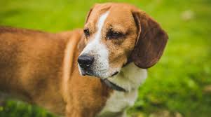 Country of origin a designer breed dog is any dog influenced by multiple breeds, whether its origins are known or unknown. Beagle Dachshund Mix Doxle Breed Info Facts Puppy Costs More
