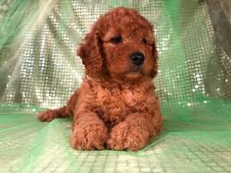 3,543 likes · 137 talking about this · 63 were here. Goldendoodles For Sale In Michigan Change Comin