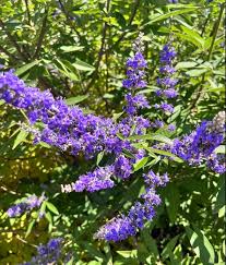 Image result for Vitex obovata