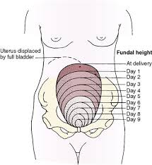 How do you measure fundal height at home? 12 Postpartum Assessment And Nursing Care Nurse Key