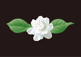 Jasmine Cartoon Keyword Jasmine White Flower Plant Material Realistic Vector Vector Flowers Jasmine Tattoo Flowers