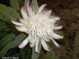 Image result for Protea angolensis
