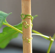 Image result for Afrobrunnichia