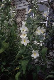 Image result for Kosteletzkya grantii