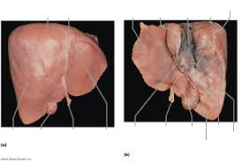 Likewise the liver signals stress by disc. Gross Anatomy Of Human Liver Diagram Quizlet